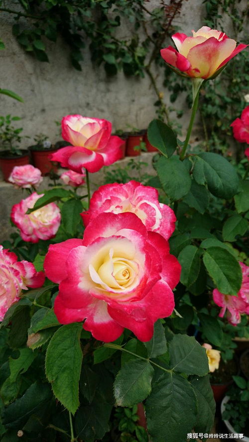 賞花何必獨(dú)牡丹？精品月季“紅雙喜”，花中皇后更勝芳
